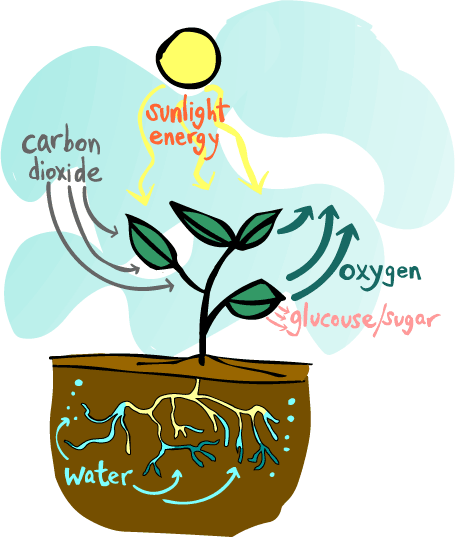 fotosyntéza